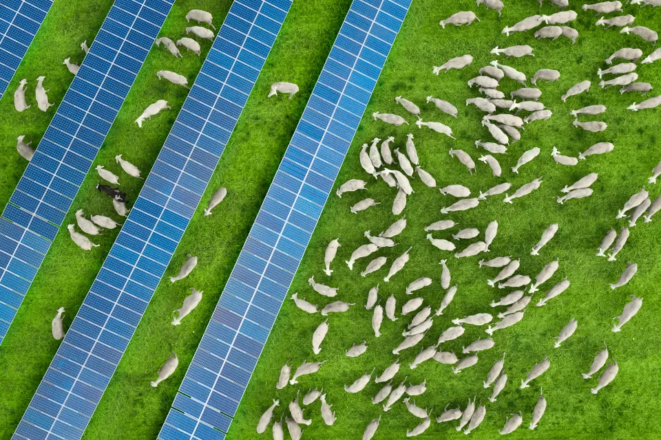 Aeriel view of white sheep grazing on green grass between rows of solar panels.
